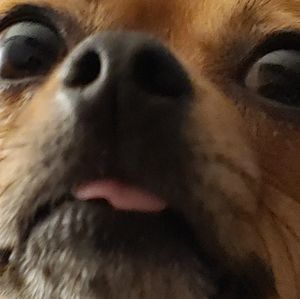 Meet your Posher, Ralph